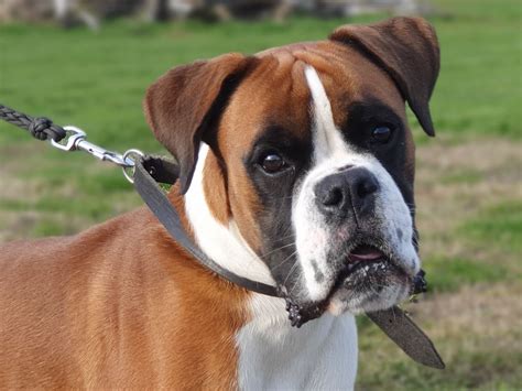boxer herplaatsing